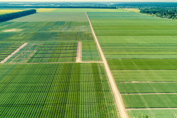 istock Aerial view of geometric green fields 978339992