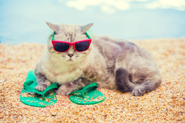 istock Cat wearing sunglasses lying on the beach on flip flop sandals in summer 978340186