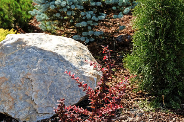 istock Landscape design. Bushes, rocks. Dwarf spruce. Flowers. 978346686