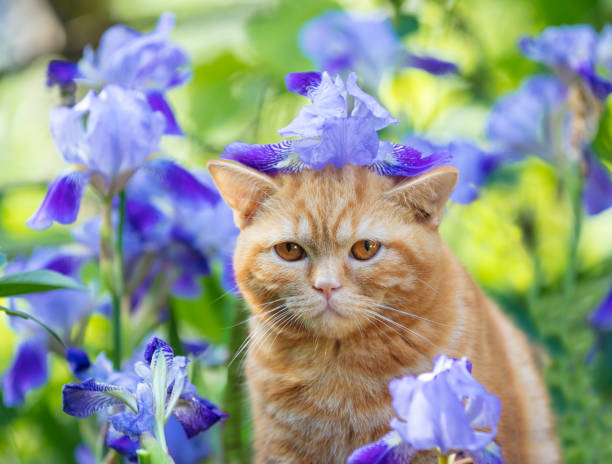 istock Cute ginger kitten sitting in iris flowers  in the garden 978346758