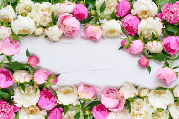 istock White and pink peonies frame on white wooden background. Holiday background, copy space, top view. Greeting card 978346784