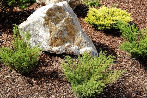 istock Landscape design. Bushes, rocks. Dwarf spruce. Flowers. 978346822