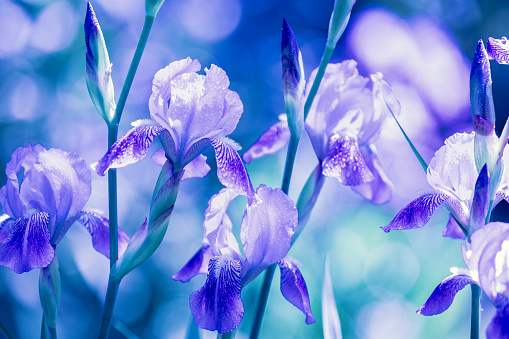 An abstract macro photo of a purple iris.
