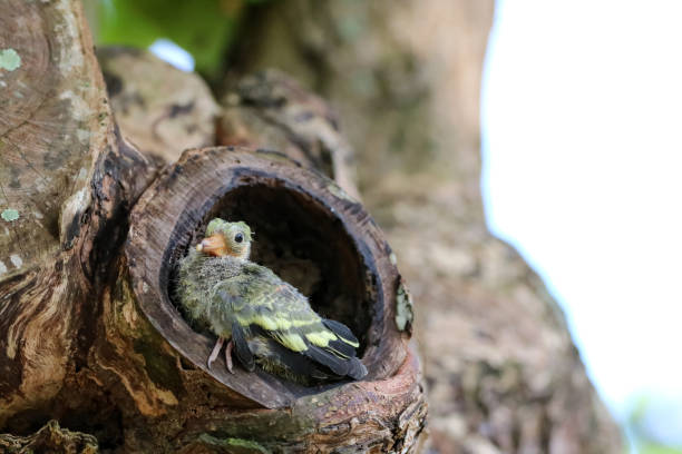 Newborn or Baby Green pigeons bird watching the forest on the tree Newborn or Baby Green pigeons bird watching the forest on the tree in the garden.Nature background. thick chicks stock pictures, royalty-free photos & images