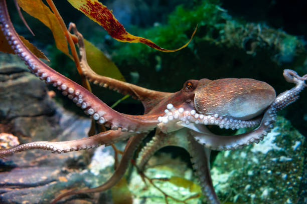 istock Octopus (Octopus vulgaris), a soft-bodied, eight-armed mollusc grouped within the class Cephalopoda with squids, cuttlefish and nautiloids, in an aquarium 978350172