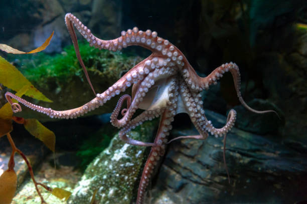 istock Octopus (Octopus vulgaris), a soft-bodied, eight-armed mollusc grouped within the class Cephalopoda with squids, cuttlefish and nautiloids, in an aquarium 978350192