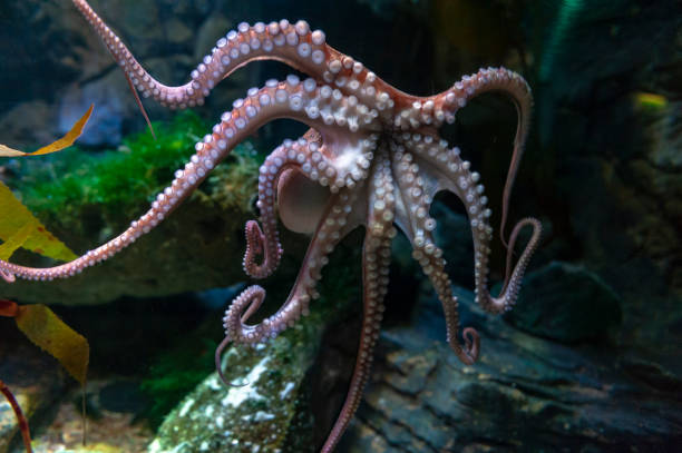 istock Octopus (Octopus vulgaris), a soft-bodied, eight-armed mollusc grouped within the class Cephalopoda with squids, cuttlefish and nautiloids, in an aquarium 978350212