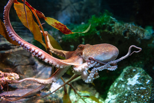 Octopus (Octopus vulgaris), a soft-bodied, eight-armed mollusc grouped within the class Cephalopoda with squids, cuttlefish and nautiloids, in an aquarium