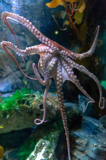 istock Octopus (Octopus vulgaris), a soft-bodied, eight-armed mollusc grouped within the class Cephalopoda with squids, cuttlefish and nautiloids, in an aquarium 978350260