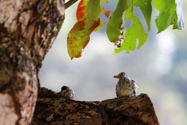 Newborn or Baby Green pigeons bird watching the forest in the garden. Newborn or Baby Green pigeons bird watching the forest on the tree in the garden.Nature background. thick chicks stock pictures, royalty-free photos & images