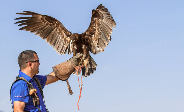 Greater Spotted Eagle During A Desert Falconry Show In Dubai Uae Stock  Photo - Download Image Now - iStock