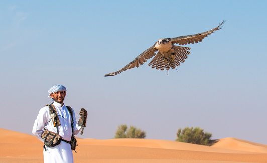 Dubai, UAE - Nov 19, 2016: Saker falcon (falco cherrug) performing tricks during a desert falconry flight show with his handler who is dressed in traditional arab dress.