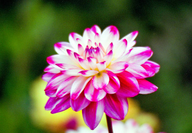 Located in the Butchard Botanical Gardens in British Columbia