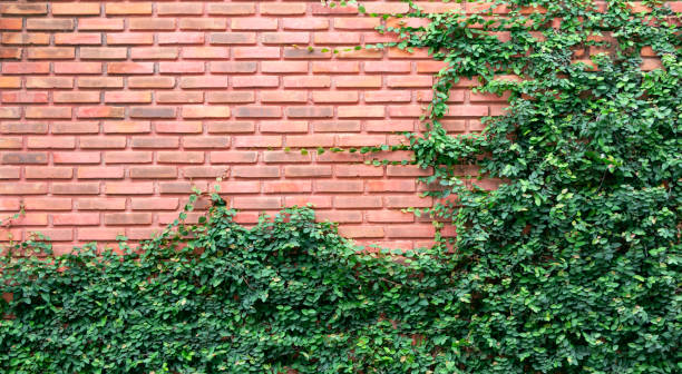 istock Green vines or ficus pumila on old texture brick wall.  with copy space for your text. 978356498