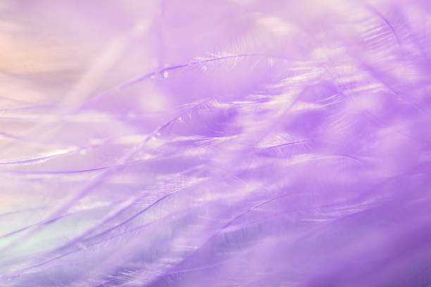 istock Abstract gentle purple feather background close-up. Soft selective focus. 978357184