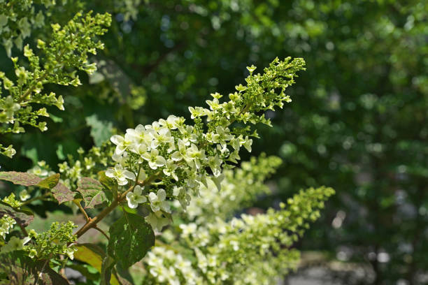 istock Flower of the Hydrangea quercifolia 978357338