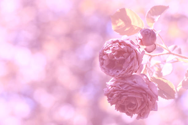 istock Gently pink floral background. Vintage pink tint. 978357750