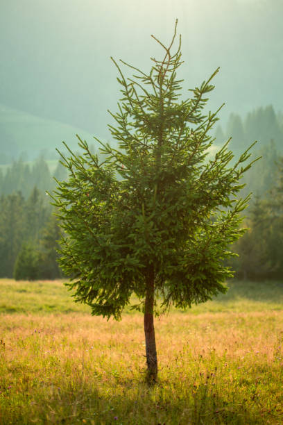 istock A lone pine tree against the background of the forest and mountains. 978360142