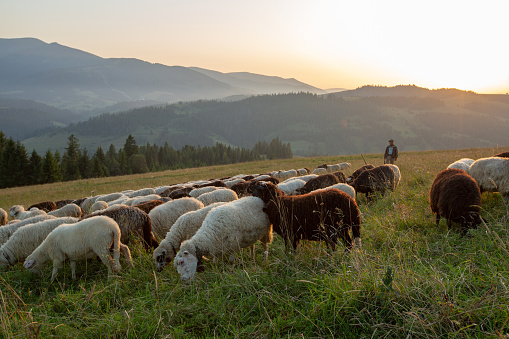 A herd of sheep on a hill in the rays of sunset. Sheep graze.