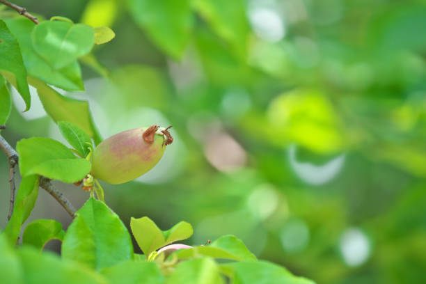 Young fruit of the Chinese quince