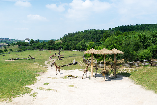 A group of giraffes, outdoor Zoo, Prague