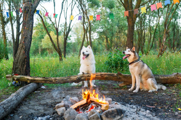 istock White samoyed dog and husky sit near a fire in summer forest. 978360920