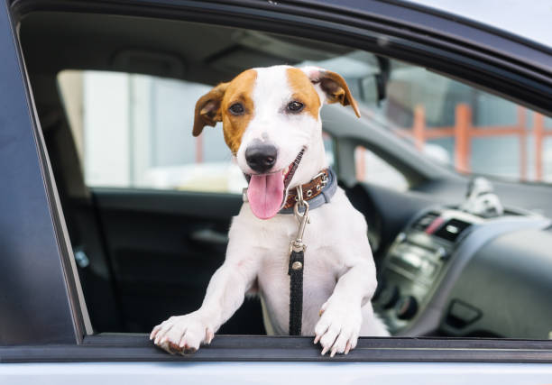 istock Happy jack russell terrier in a car. 978360930