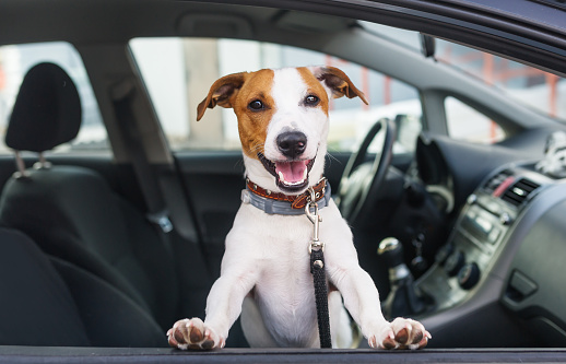 Lindo perro sentarse en el coche en el asiento delantero photo