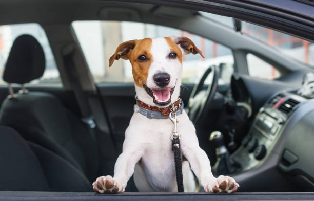 lindo perro sentarse en el coche en el asiento delantero - dog car travel pets fotografías e imágenes de stock