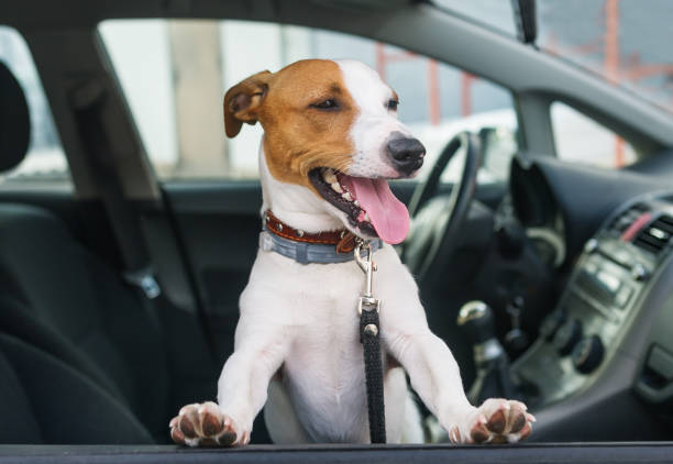 istock Cute jack russell terrier sit in the car on the front seat 978360948