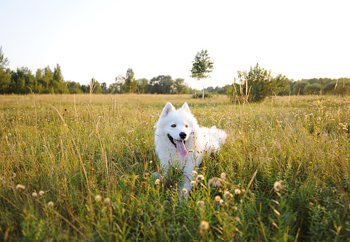 Samoyed dog lies over the meadow during the sunset. White husky dog in green field. Horizontal portrait.