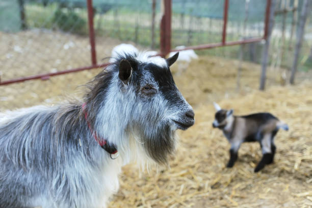 istock Big goat on a farm and a little kid on a background 978361034