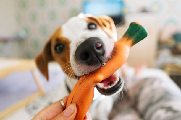 개 재생 고무 당근 - dog vegetable carrot eating 뉴스 사진 이미지