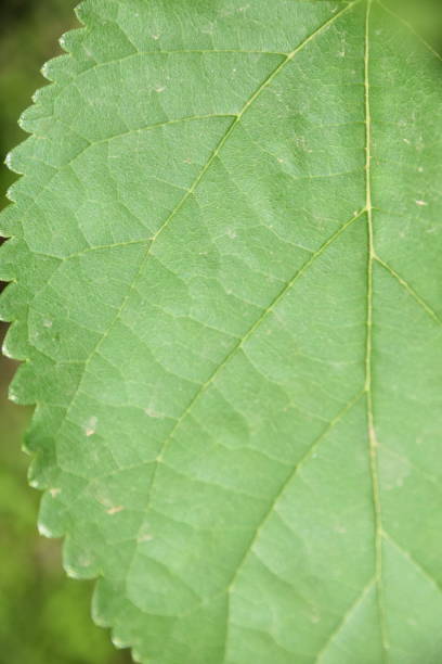 istock A close-up of a green leaf 978363934