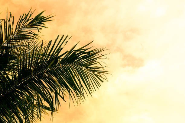 istock Coconut palm tree silhouettes at sunset (sunrise) 978367976