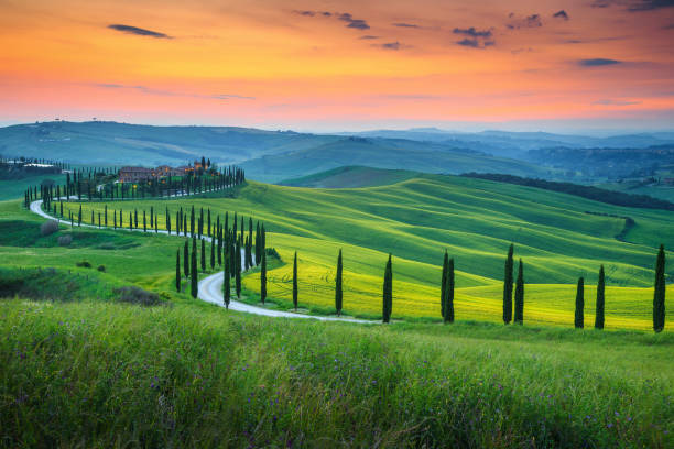 знаменитый пейзаж тосканы с изогнутой дорогой и кипарисом, италия, европа - rolling hill field green стоковые фото и изображения