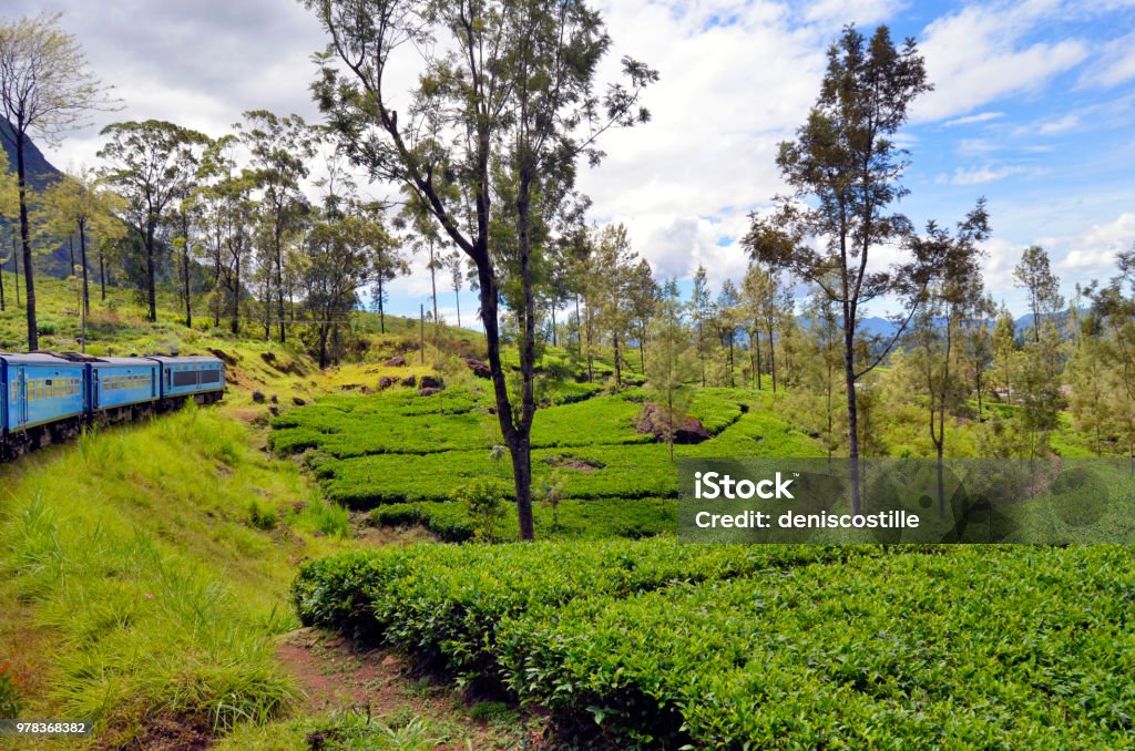 Paysage entre Kandy et Ella - Photo de Arbre libre de droits