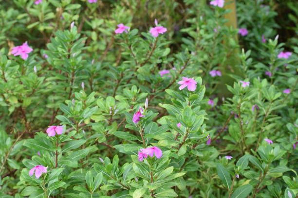 istock Flower blooming in garden 978368588