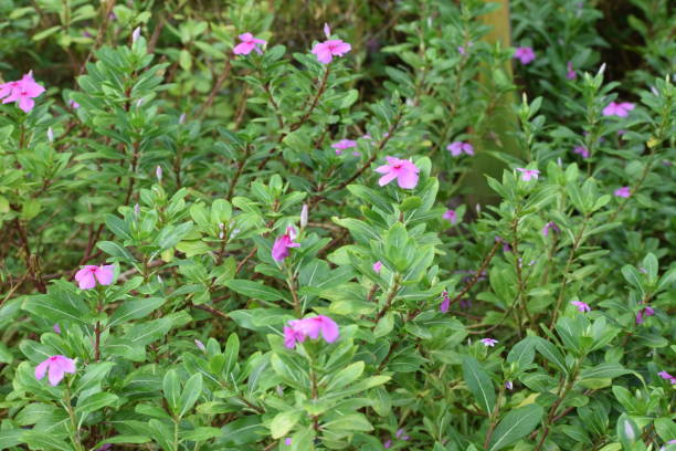 istock Flower blooming in garden 978368590