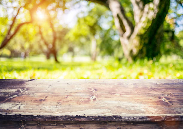 istock Park outdoor blur background 978374428