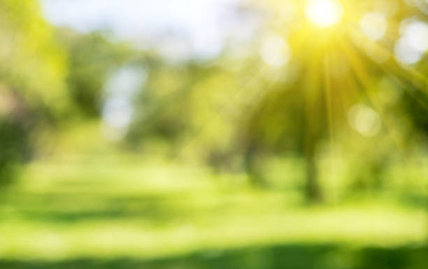 istock Summer sunrise morning park 978374436