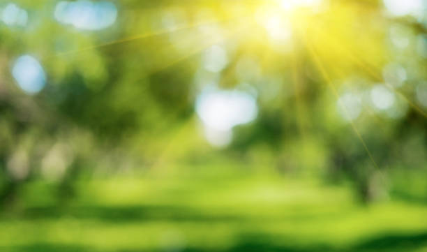 istock Green nature outdoor 978374482
