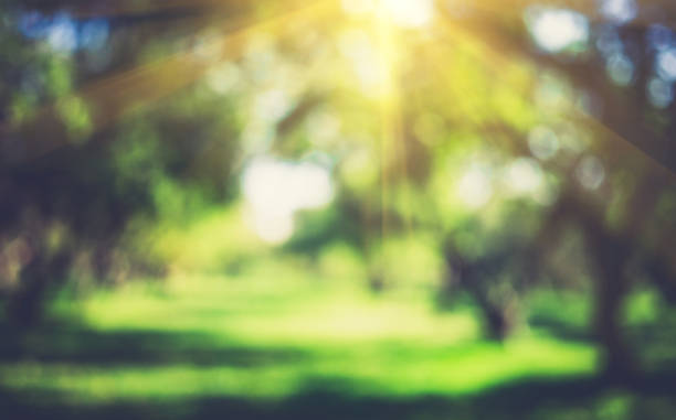 istock Green nature outdoor 978374526