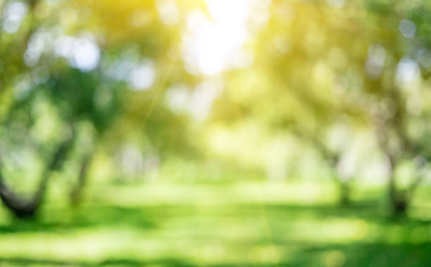 kuvapankkikuvat ja rojaltivapaat kuvat aiheesta puiston ulkomaisema - puisto