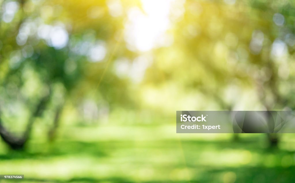 Park outdoor landscape Park outdoor landscape. Summer abstract bokeh background Backgrounds Stock Photo