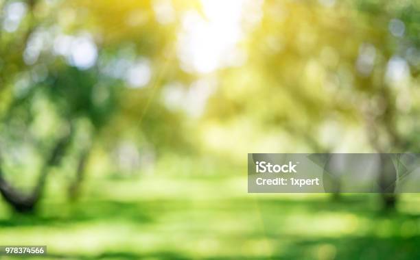 Park Outdoor Landscape Stock Photo - Download Image Now - Backgrounds, Defocused, Public Park