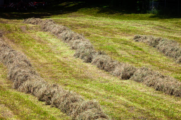 istock Rows of fresh hay waiting to be loaded and transorted to a barn 978374736