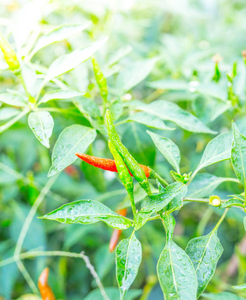 istock Fresh Green chilli on tree in the garden 978378560