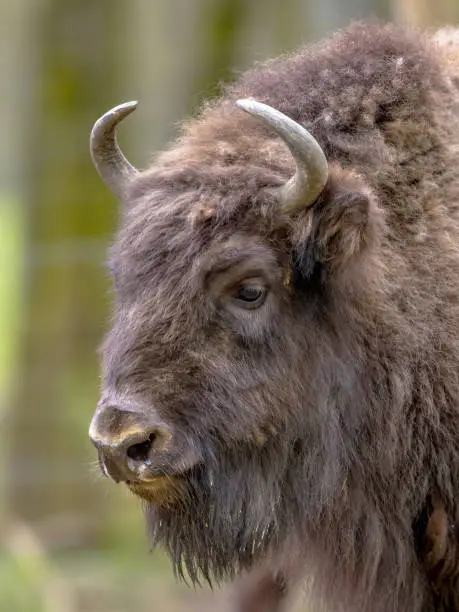 Portrait of European bison. Juvenile Wisent (Bison bonasus) bull looking at camera. With green background