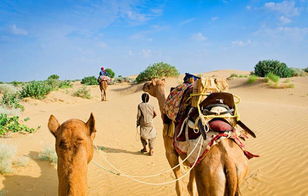 istock Camel caravan going through the sand dunes in desert, Rajasthan, India 978386578